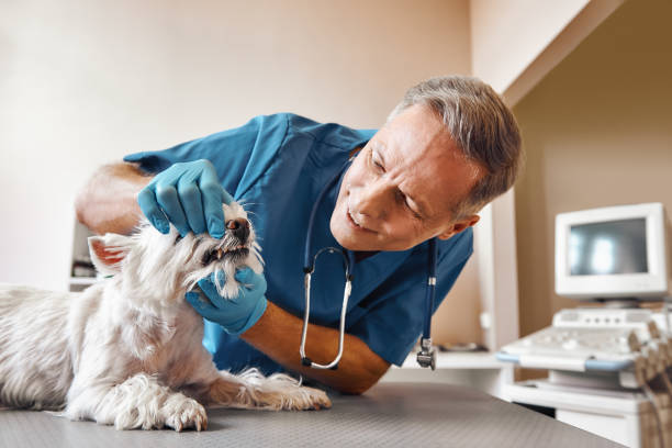 Best 24-Hour Dental Clinic Near Me  in Aberdeen Proving Ground, MD